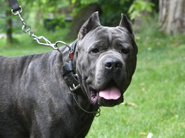 blue cane corso old world vandal